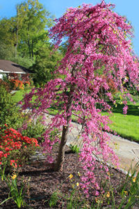 pink-view-timeless-gardens-ny