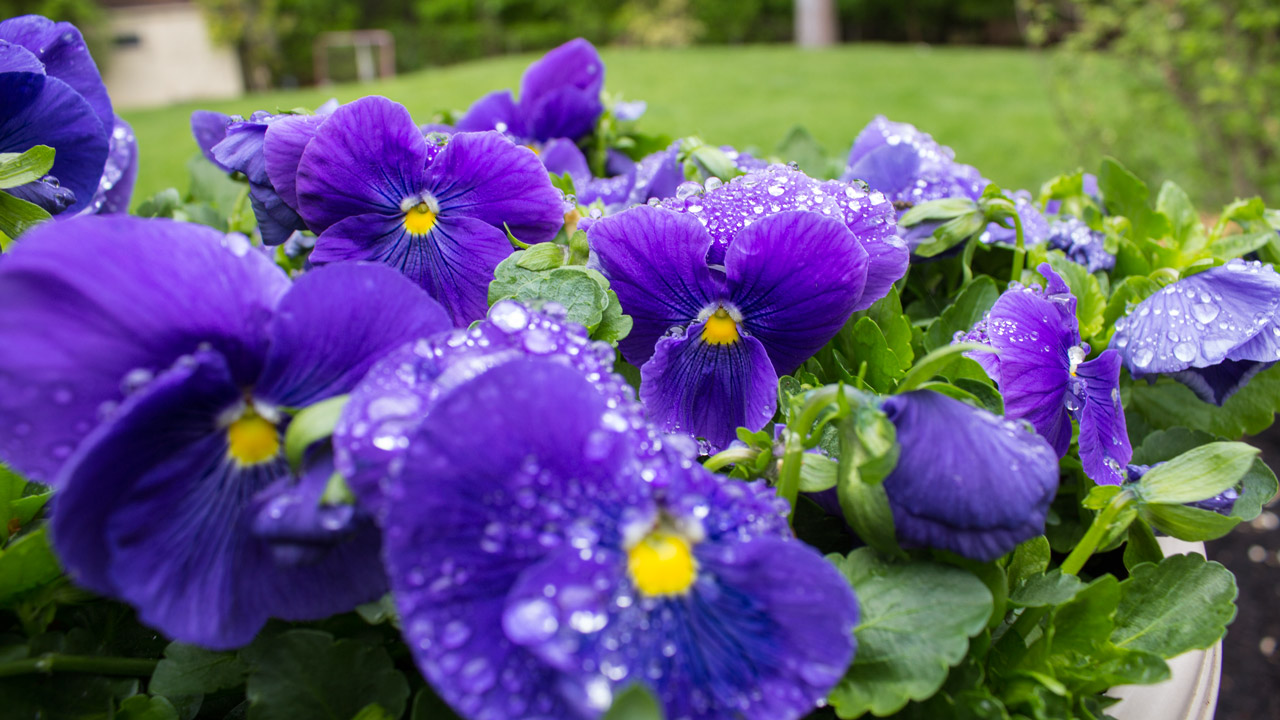 pot-with-pansies-timeless-gardens-ny
