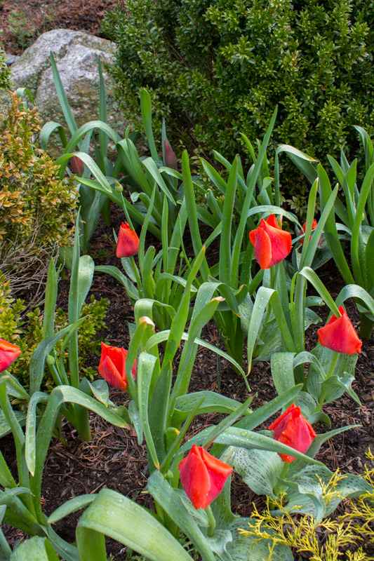 red-tulip-bed-timeless-gardens-ny