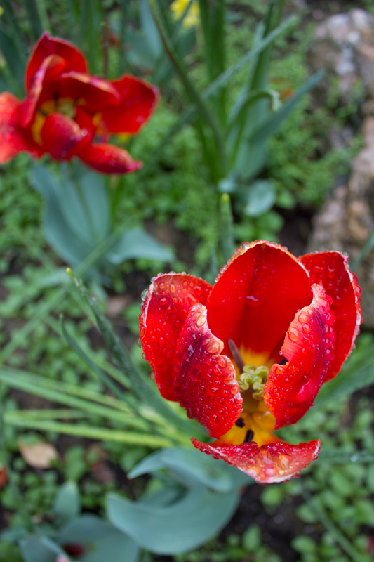 tulip-bed-timeless-gardens-ny
