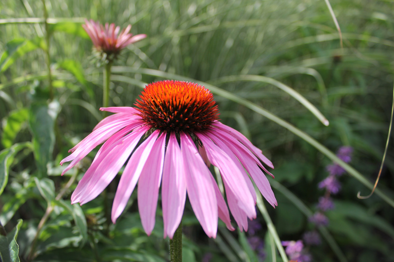 two-pink-cone-flower-timeless-gardens-ny