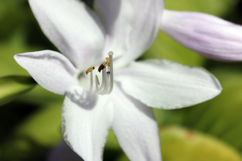 white-flower-ecu-timeless-gardens-ny