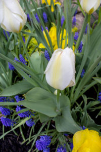 white-tulip-bed-timeless-gardens-ny