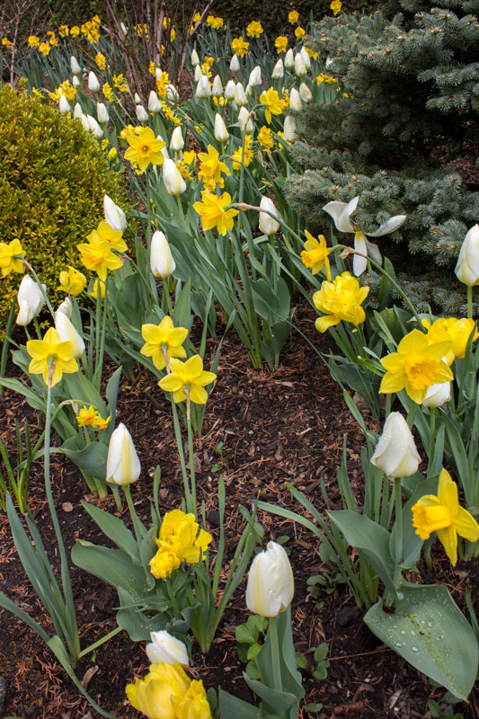 yellow-white-bed-timeless-gardens-ny
