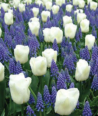 Hyacinths and Tulips
